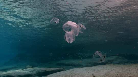 水母，斑翅梳果冻，水下，海洋生物