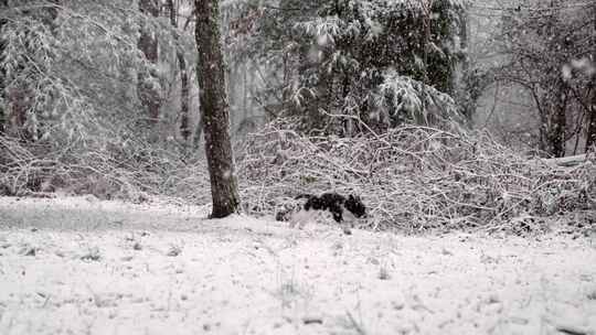 森林，下雪，雪，小狗