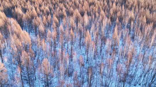 航拍夕阳洒在雪原树林上