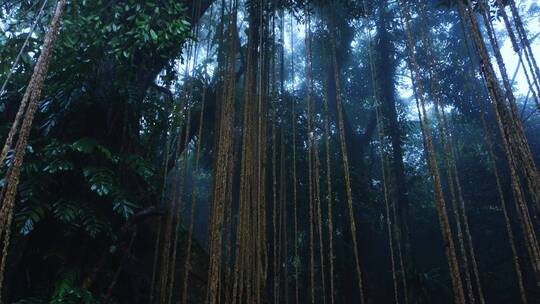 大自然下雨的森林