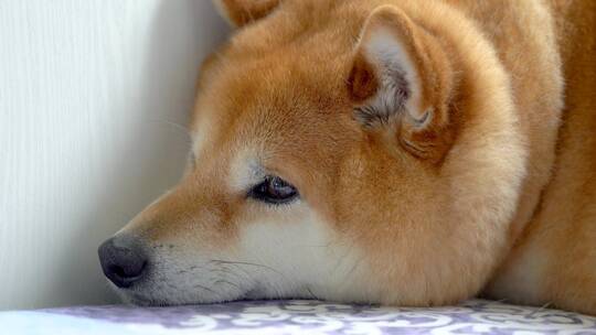 日本柴犬小狗可爱特写