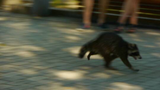 浣熊沿着小路奔跑视频素材模板下载