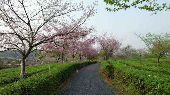 中国湖南省郴州市樱花茶园航拍风光