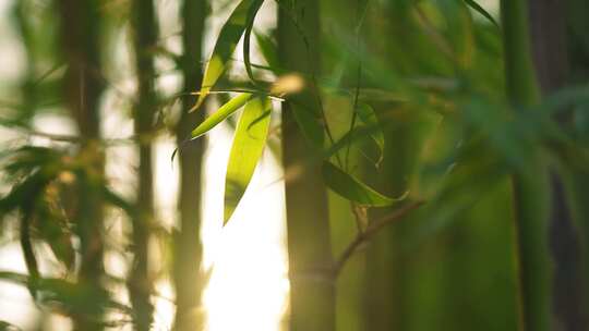 竹林  竹子  竹叶  绿色  阳光  植物