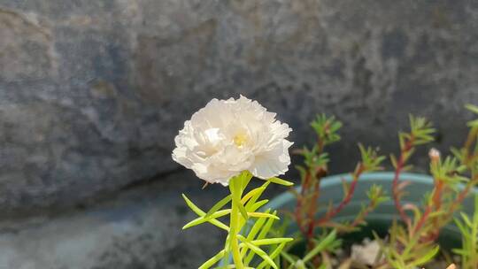白色太阳花