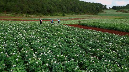 农业种植丽江土豆洋芋耕地田野纳西族村民