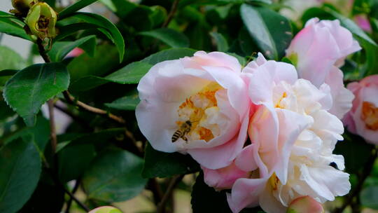 花园蜜蜂飞舞采蜜 山茶花