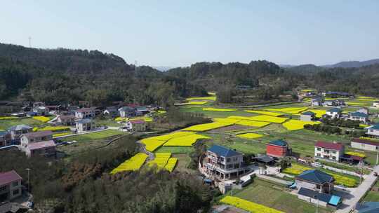 航拍乡村田野油菜花田