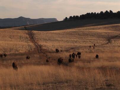 水牛在草原上迁徙的中景