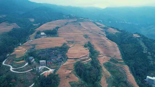 桂林龙胜金坑梯田风景区民宿稻谷航拍