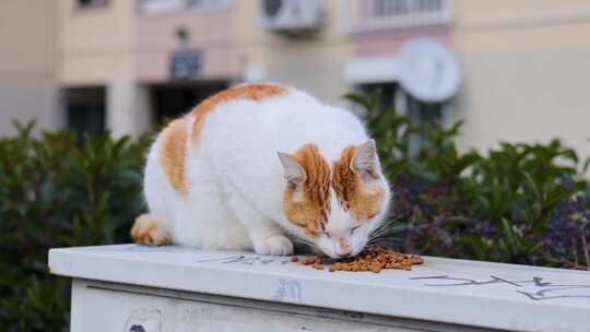 白色和橙色流浪猫吃食物