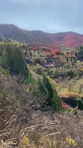 济南捎近村，秋天满山红叶成近郊游