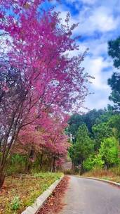 人生南北多歧路，君向潇湘我向秦，治愈风景