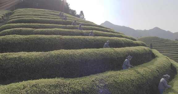 茶山 茶园 采茶