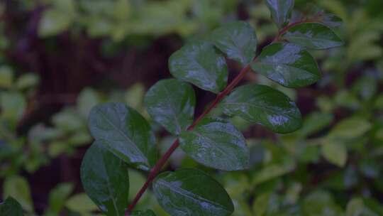 雨水下雨绿叶植物特写