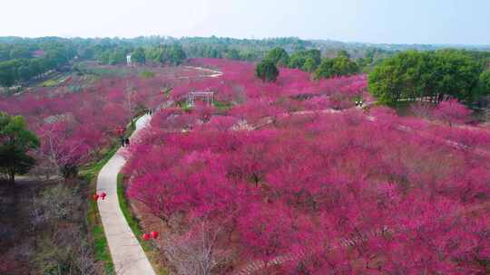 航拍梅园，梅花素材，赏花，春天梅花风景区