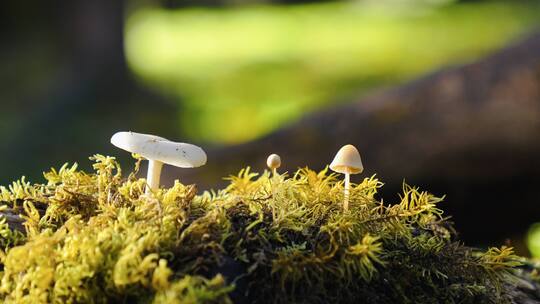 阳光洒在森林的蘑菇上