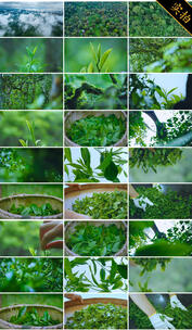 春茶 茶 明前茶 有机茶茶山生态茶园航拍高清在线视频素材下载
