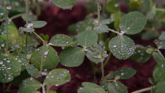 慢镜头-红土地茁壮生长的豌豆苗沐浴雨水中
