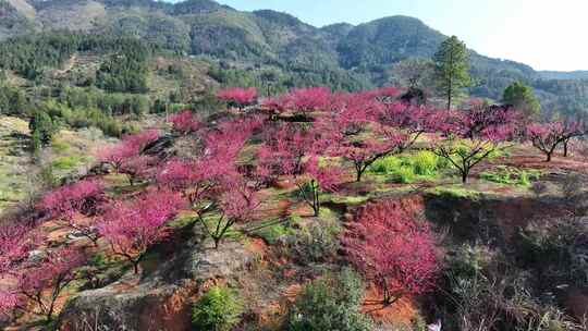 春天桃花盛开