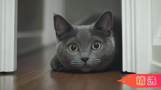 萌猫图鉴 治愈瞬间 捕捉猫咪可爱日常猫小猫