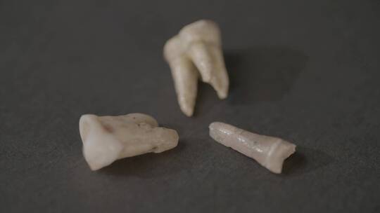 古人类牙齿骨骼化石LOG视频素材