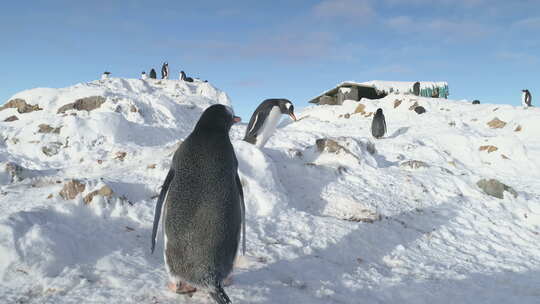 巴布亚企鹅偷巢石南极特写