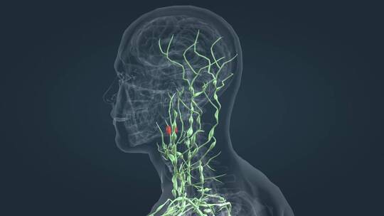 淋巴系统 三维人体 器官 内分泌 医学动画