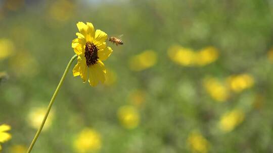 蜜蜂趴在黄花上传粉视频素材模板下载