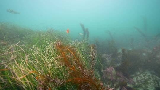 海底海草鱼类海洋生物