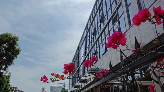 四川大学华西医院小景