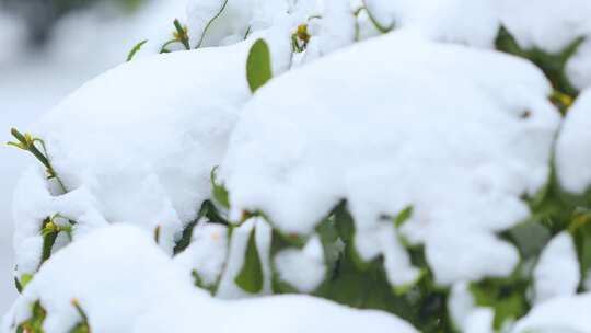 唯美氛围雪松意向空镜实拍