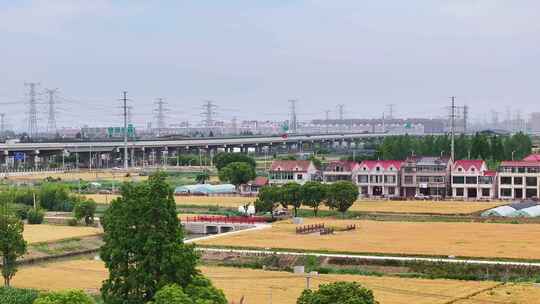 丰收麦田  金色麦田麦穗麦子小麦