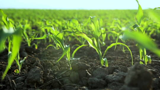 阳光透过玉米幼苗唯美农田有机玉米种植破土