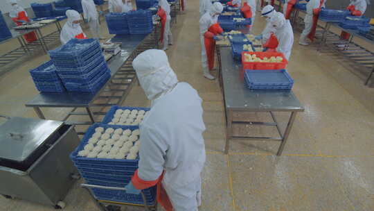 海参加工生产线工人在流水线上处理海鲜制品