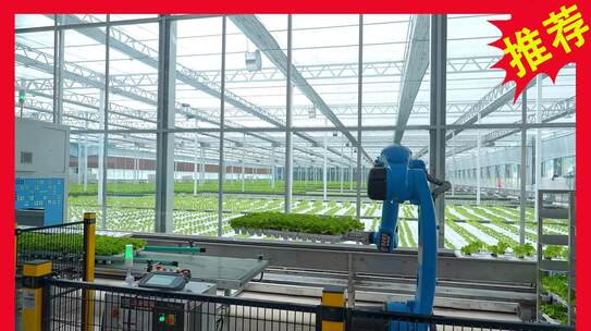 温室大棚内蔬菜种植场景