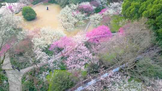 杭州植物园灵峰探梅梅花风景视频素材