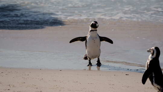 巨石海滩上摇摇晃晃的非洲企鹅
