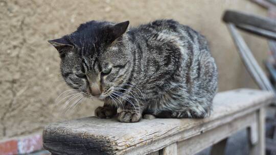 狸花猫在木椅上趴着休息农村院子视频素材模板下载