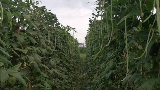 实拍绿色有机蔬菜农业种植