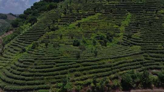 茶园 采茶 茶山 龙井茶园视频素材模板下载