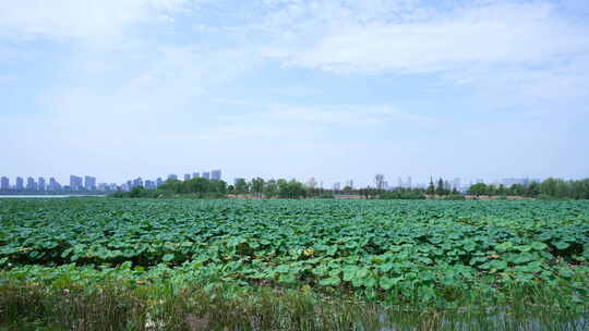 武汉江夏区黄家湖湿地公园