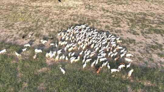 新疆羊群视频素材模板下载