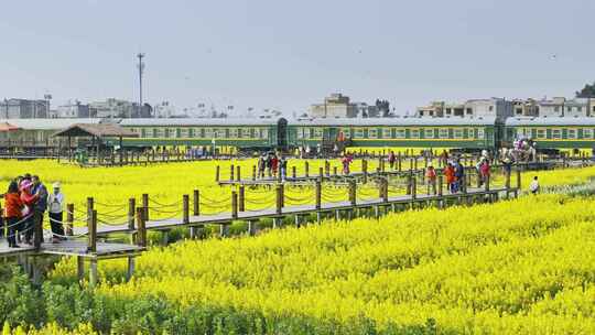 昆明市晋宁区沙堤村油菜花海