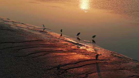 杭州钱塘江滩涂湿地候鸟白鹭夕阳