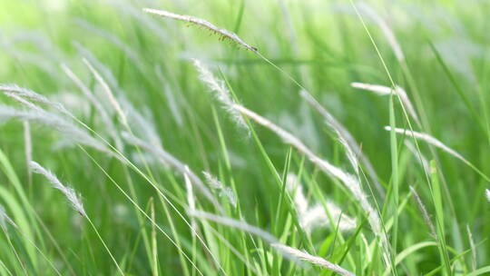草丛中飘扬的小草