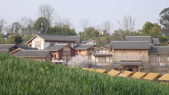 天府正兴官塘村落田园乡村村庄麦田