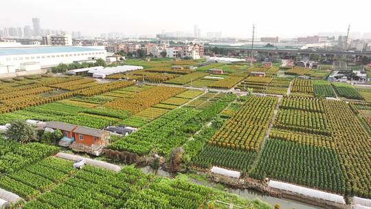 中国广东省佛山顺德区陈村花卉世界年桔盆栽