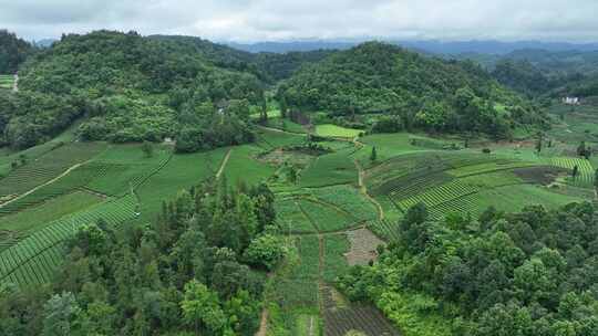 航拍贵州省遵义市湄潭县相间在山间的茶园