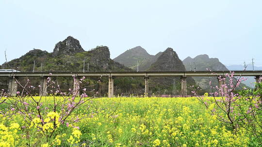 春天铁路桥上行驶的列车和田地里的油菜花